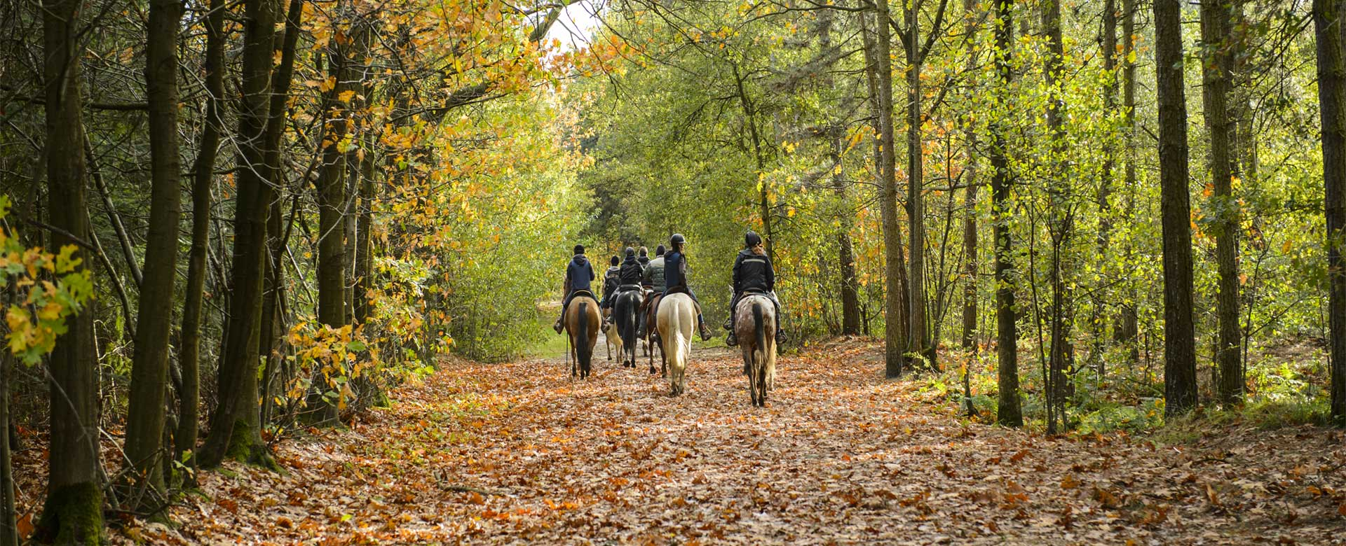 Land Tours & Excursions