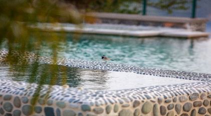Small Bird Resting on a Stone-Textured Pool Edge at Gokce Gemile