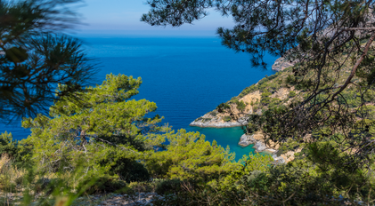 Mediterranean Pines Overlooking a Turquoise Cove on a Rugged Peninsula