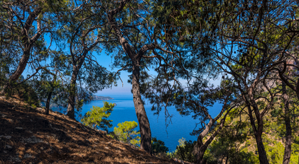 Forest-framed coastal bay view across a secluded Mediterranean peninsula
