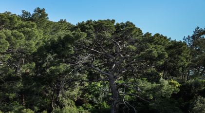 Mature pine tree rising above the forest at Villa Elmalı