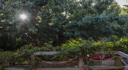 Sunlit garden hammock beneath mature trees at Villa Elmalı
