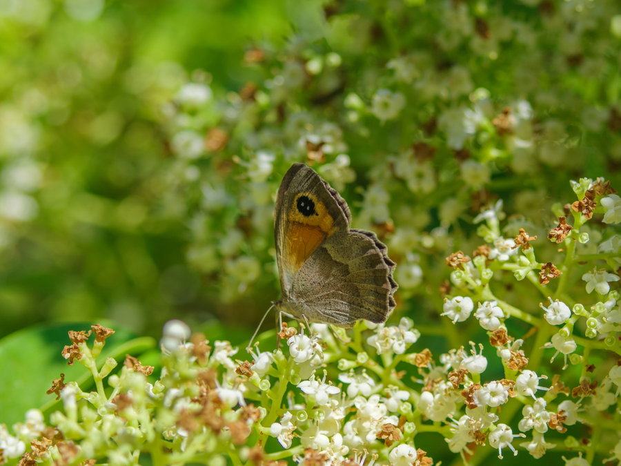 Mediterranean Butterfly Resting on Wildflowers in Coastal Forest Light