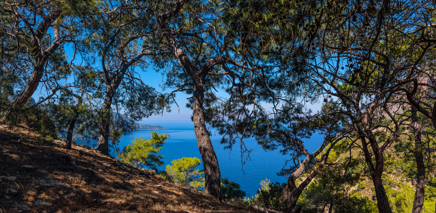 Mediterranean Pine Woodland Overlooking a Deep Blue Peninsula Bay