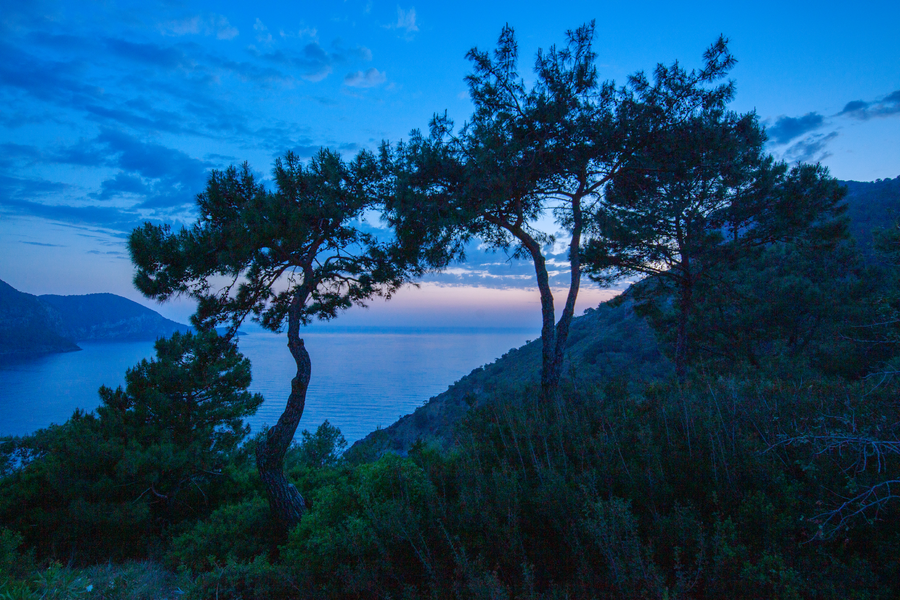 Pine Tree Silhouettes Overlooking a Mediterranean Peninsula Coastline