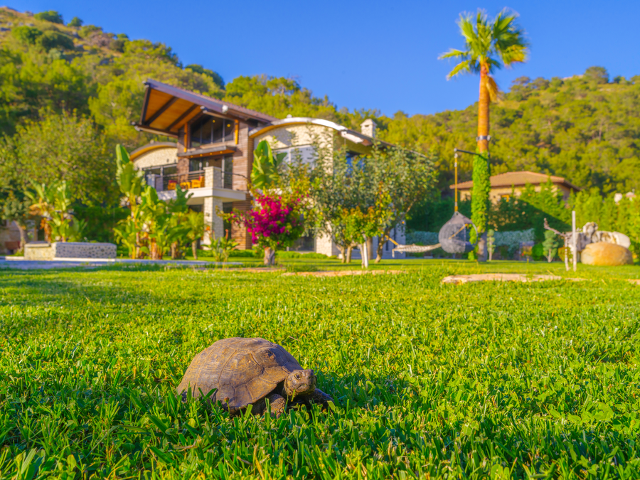 Mediterranean Tortoise Walking Across a Sunlit Garden Lawn Near the Villa