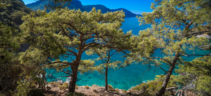 Forest-framed view of a turquoise Mediterranean cove on a secluded peninsula