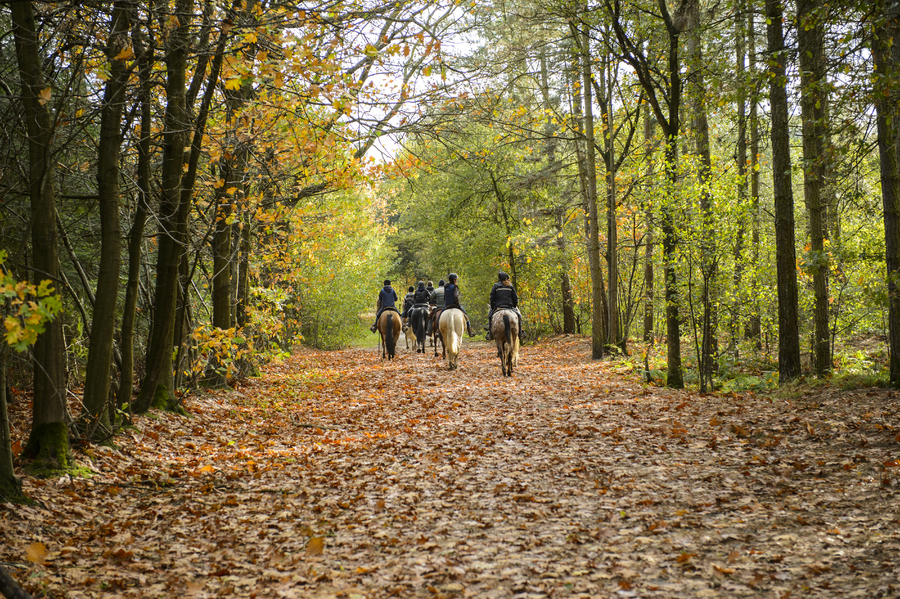Horseback riders moving through a quiet forest trail on a Mediterranean peninsula